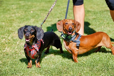 Pets in the Park event