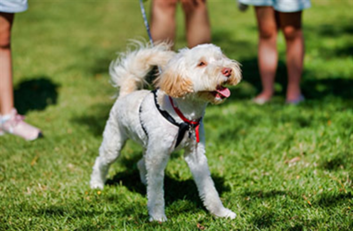 off-leash-dog-areas-city-of-englewood-colorado