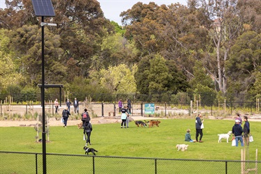 View-across-dog-park