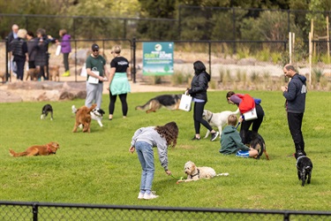 People-and-pets-enjoying-dog-park