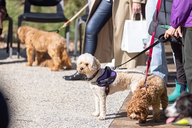 Thomas-Oval-dog-park-opening