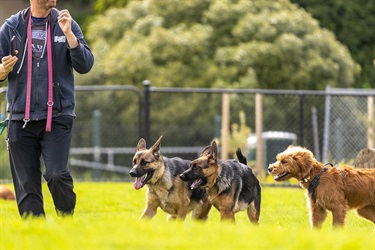 Thomas-Oval-dog-park-opening