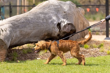 Thomas-Oval-dog-park-opening