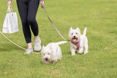 Thomas-Oval-dog-park-opening