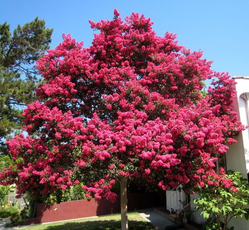 LAGERSTROEMIA, indica x L. fauriei ‘Tuscarora’1.jpg