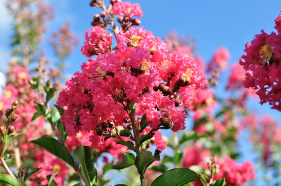 LAGERSTROEMIA, indica x L. fauriei ‘Tuscarora’2.jpg