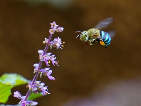 Blue banded.jpg