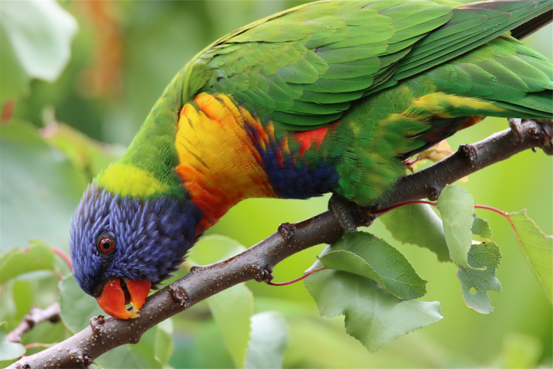 Rainbow Lorikeet - credit to James Mascott.png