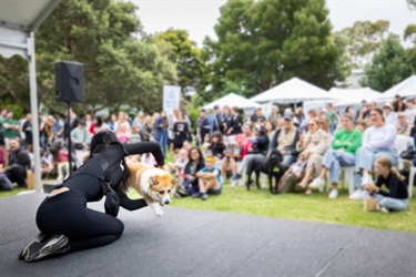 Dog doing tricks on stage