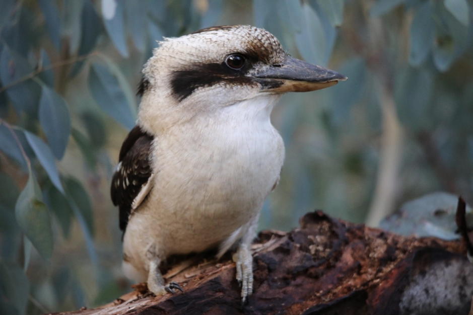 GardinersCreek.png